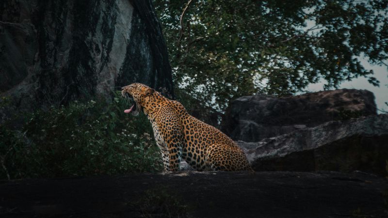 Sri Lanka