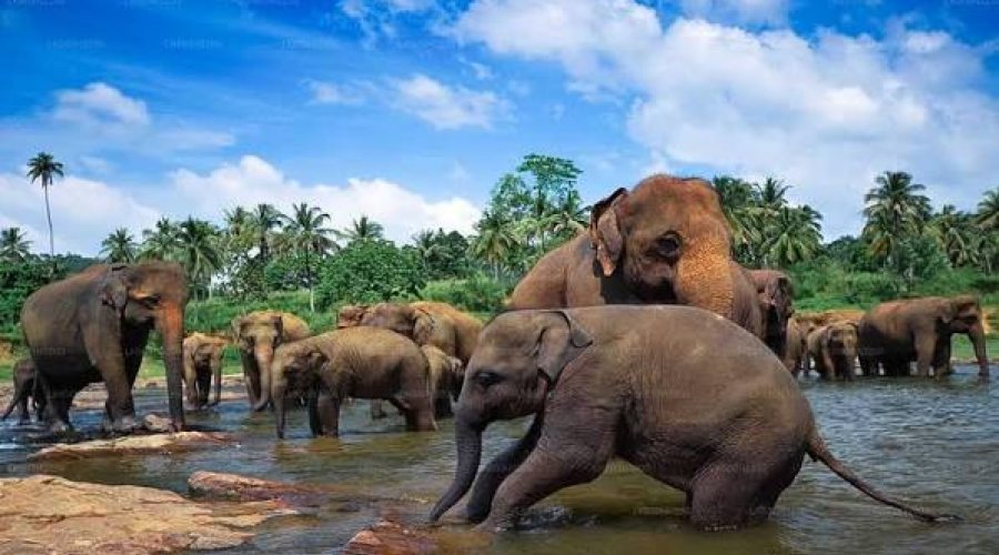 Pinnawala Elephant Orphanage & Village