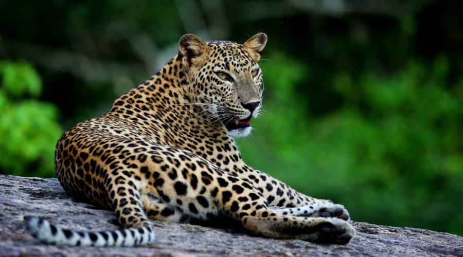 Sri Lanka Ultimate Odyssey – Adventure, Wildlife, Heritage & Coastal Wonders
