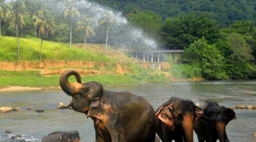 Pinnawala Elephant Orphanage & Village gallery detail 2