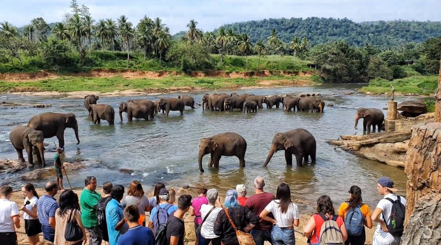 Pinnawala Elephant Orphanage & Village gallery main