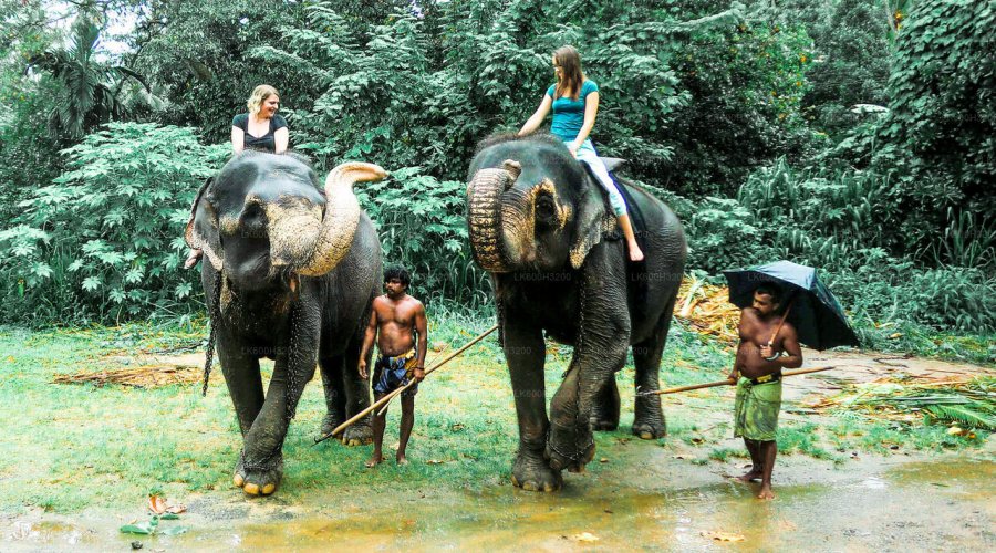 Pinnawala Elephant Orphanage & Village gallery detail 1