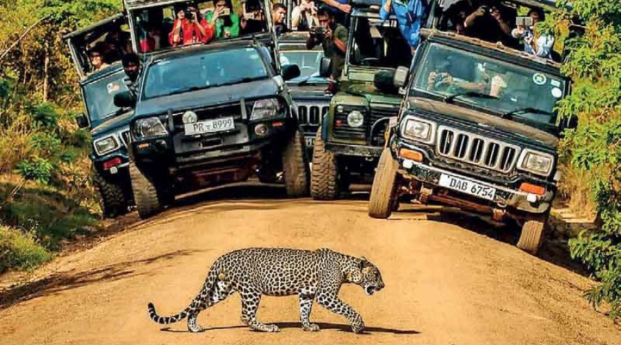 Explore the Best of Sri Lanka from Ancient Kingdoms to Tropical Shores gallery detail 1